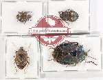 Scientific lot no. 1107 Heteroptera (Pentatomidae) (4 pcs A2)