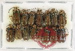 Scientific lot no. 484 Chrysomelidae (15 pcs)