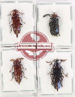 Scientific lot no. 8 Callirhipidae (4 pcs A, A-, A2)