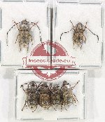 Scientific lot no. 146 Anthribidae (6 pcs - 4 pcs A2)