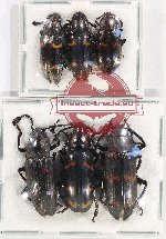 Scientific lot no. 148 Erotylidae (6 pcs)