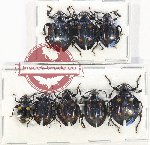 Scientific lot no. 89 Endomychidae (8 pcs)