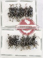 Scientific lot no. 741 Curculionidae (10 pcs)