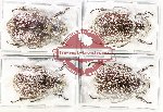 Scientific lot no. 179 Melolonthinae (4 pcs)
