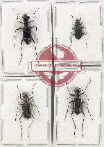 Scientific lot no. 74 Cicindelidae (4 pcs - 1 pc A-)