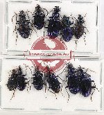 Scientific lot no. 697 Carabidae (11 pcs A-, A2)