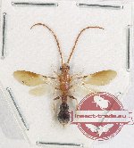 Mutilidae sp. 29