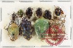 Scientific lot no. 1093 Heteroptera (10 pcs A2)