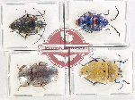 Scientific lot no. 200AX Heteroptera (Scutellarinae) (4 pcs - 1 pc A2)