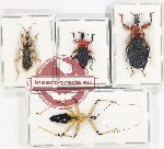 Scientific lot no. 1091 Heteroptera (4 pcs A, A-, A2)