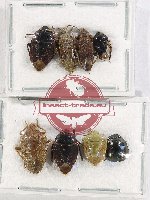 Scientific lot no. 1087 Heteroptera (8 pcs A2)