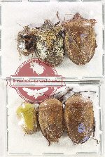 Scientific lot no. 1094 Heteroptera (6 pcs A2)