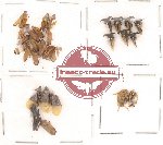 Homoptera Scientific lot no. 2 (30 pcs)