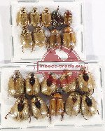 Scientific lot no. 322 Rutelinae (20 pcs)