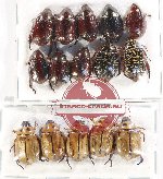 Scientific lot no. 335 Rutelinae (15 pcs A-, A2)