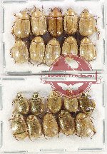 Scientific lot no. 325 Rutelinae (20 pcs)