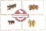 Homoptera Scientific lot no. 3 (12 pcs)