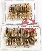 Scientific lot no. 320 Rutelinae (20 pcs A-, A2)