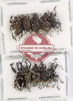 Scientific lot no. 743 Curculionidae (10 pcs)