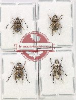 Scientific lot no. 148 Anthribidae (4 pcs)