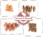 Homoptera Scientific lot no. 4 (22 pcs)