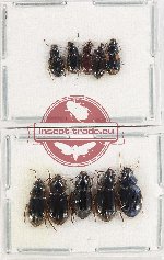 Scientific lot no. 687 Carabidae (10 pcs)