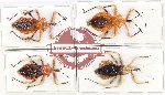 Scientific lot no. 1089 Heteroptera (4 pcs A-, A2)