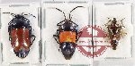 Scientific lot no. 1076 Heteroptera (3 pcs - 1 pc A2)