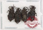 Scientific lot no. 1110 Heteroptera (4 pcs A-)