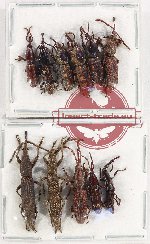 Scientific lot no. 119 Brenthidae (11 pcs)