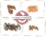 Homoptera Scientific lot no. 5 (21 pcs)