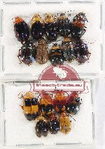 Scientific lot no. 481 Chrysomelidae (17 pcs)