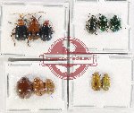 Scientific lot no. 491 Chrysomelidae (11 pcs A, A2)