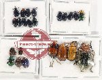 Scientific lot no. 492 Chrysomelidae (23 pcs A, A2)