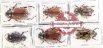 Scientific lot no. 180 Melolonthinae (6 pcs - 1 pc A2)