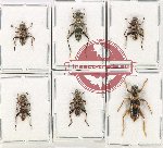 Scientific lot no. 126 Cleridae (6 pcs A, A-, A2)