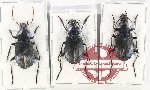 Scientific lot no. 683 Carabidae (3 pcs A-, A2)