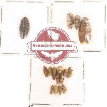 Homoptera Scientific lot no. 6 (14 pcs)