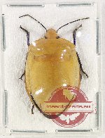 Scutellarinae sp. 59 (A2)