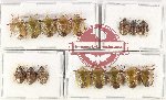 Scientific lot no. 1109 Heteroptera (Pentatomidae) (16 pcs A2)