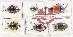 Scientific lot no. 1116 Heteroptera (6 pcs A, A-, A2)
