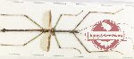 Phasmidae sp. 85 (A2)