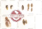 Homoptera Scientific lot no. 7 (10 pcs)