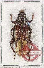 Coptopterus sp. 12 (A2)