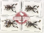 Scientific lot no. 763 Curculionidae (4 pcs - 2 pcs A-)