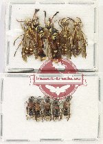 Scientific lot no. 426 Hymenoptera (10 pcs)