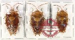 Scientific lot no. 1079 Heteroptera (3 pcs)