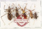 Scientific lot no. 1080 Heteroptera (5 pcs)