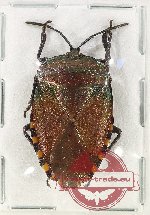 Pentatomidae sp. 57 (5 pcs)