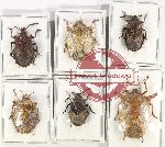 Scientific lot no. 1096 Heteroptera (6 pcs A-, A2)